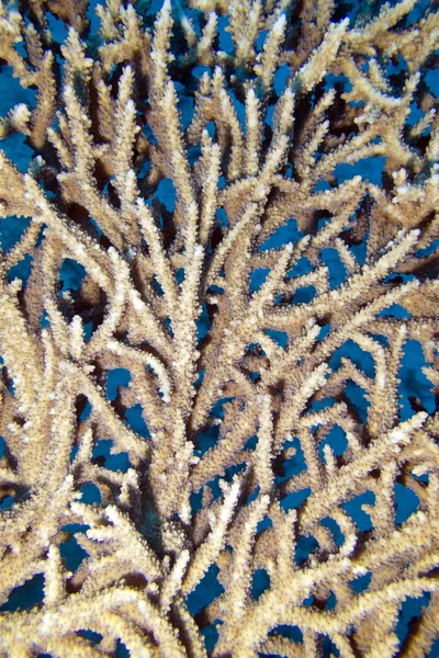 Coral reef with table coral close up, underwater — Stock Photo, Image