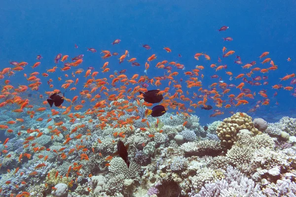 Coral reef with fishes scalefin anthias in tropical sea, underw — Stock Photo, Image