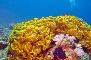  Sarı mercan turbinaria mesenterina, su altında