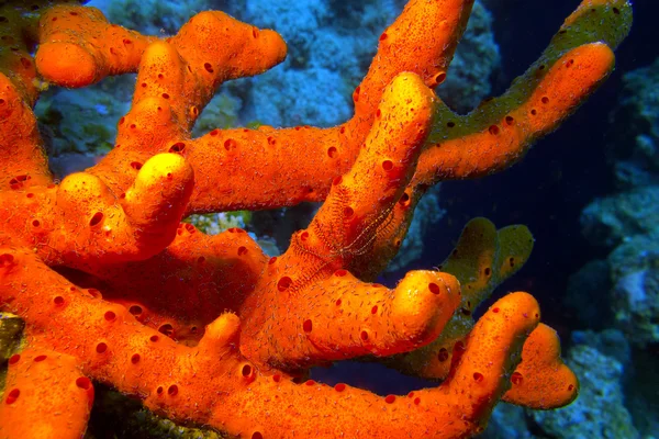 Éponge de mer rouge avec étoile de mer fragile, sous-marine — Photo