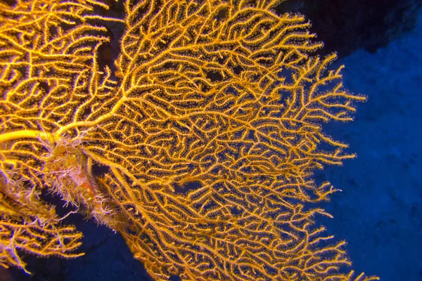 Gorgone géant en mer tropicale, sous-marin — Photo