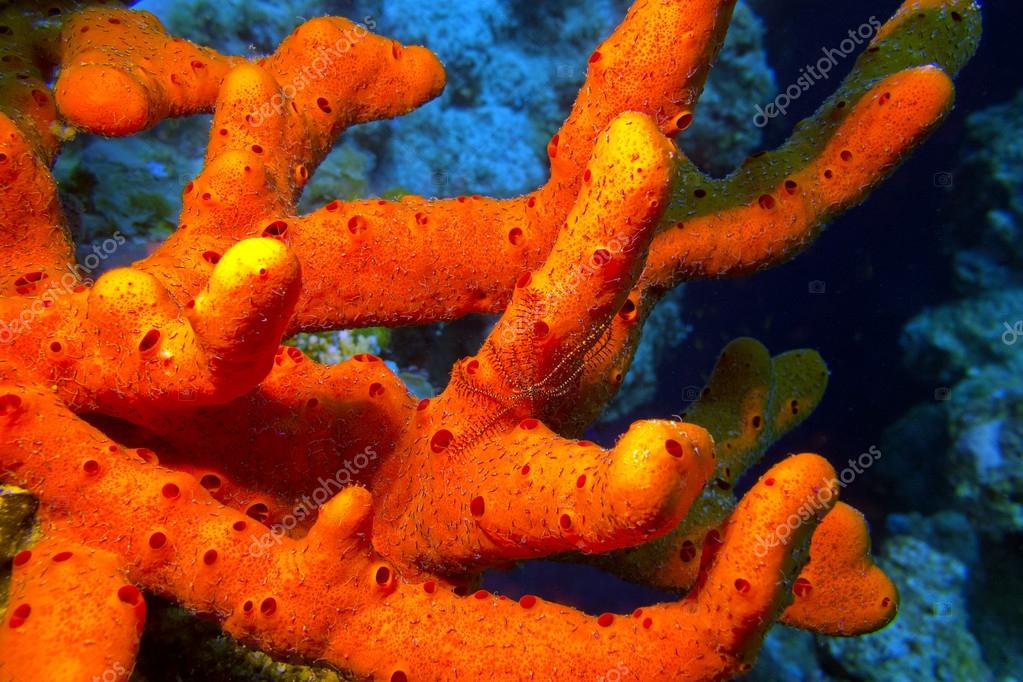 Red sea sponge with brittle starfish, underwater — Stock Photo © mychadre77 71257891