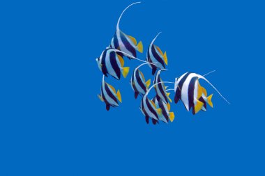bannerfishes tropikal deniz, sualtı balık