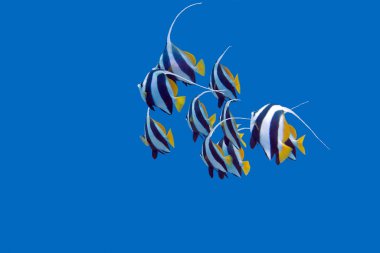 shoal of bannerfishes in tropical sea, underwater clipart