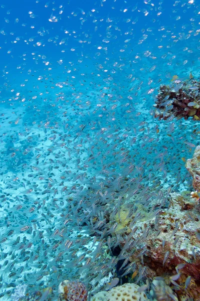 Shoal de peixes de vidro - Pinças do Mar Vermelho, subaquático — Fotografia de Stock