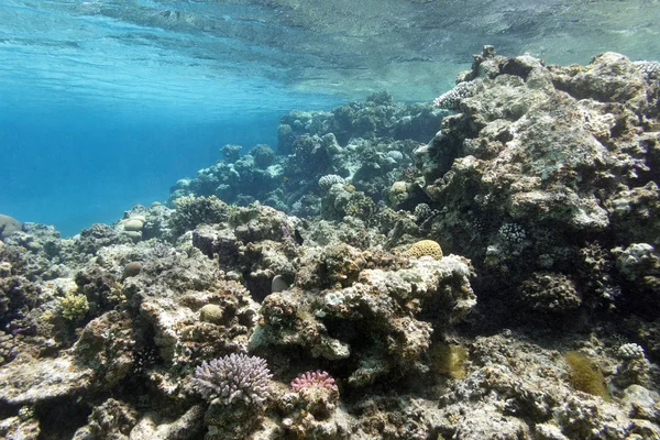 Korallenriff unter der Wasseroberfläche im tropischen Meer, unter Wasser — Stockfoto