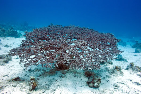 Acropora coral en el fondo del mar tropical, bajo el agua — Foto de Stock