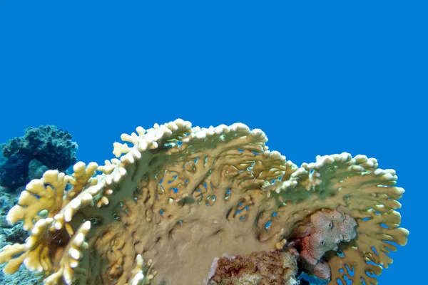 Récif corallien avec feu jaune corail en mer tropicale, sous-marin — Photo