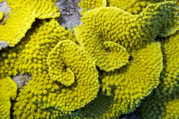 Gele koraal turbinaria mesenterina, onderwater — Stockfoto