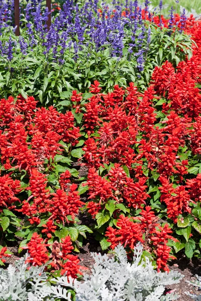 Kleurrijke bloeiende bloemen in de tuin in de zomer — Stockfoto