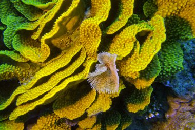  yellow turbinaria mesenterina coral  and fan worm, underwater clipart