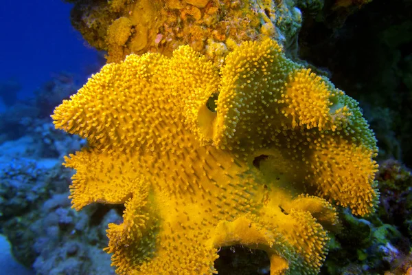 Mushroom leather coral in tropical sea, underwater — Stock Photo, Image