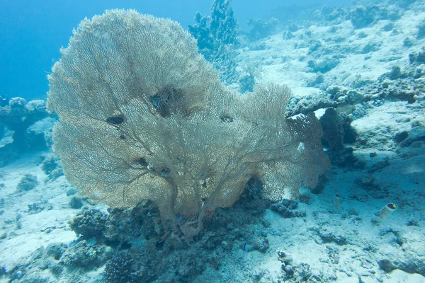 Recife de coral com gorgoniano no mar tropical - subaquático — Fotografia de Stock