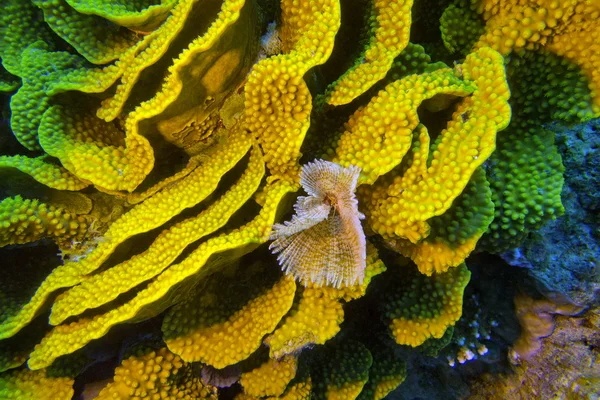 yellow turbinaria mesenterina coral  and fan worm, underwater