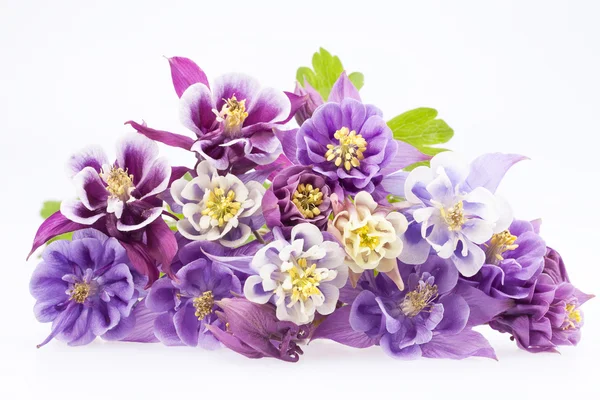 Bouquet of multi-colored flowers of Aquilegia vulgaris — Stock Photo, Image