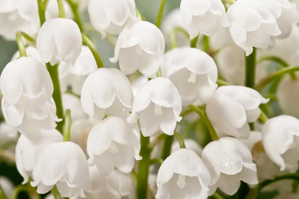 Bouqet de flores de primavera Convallaria primer plano —  Fotos de Stock