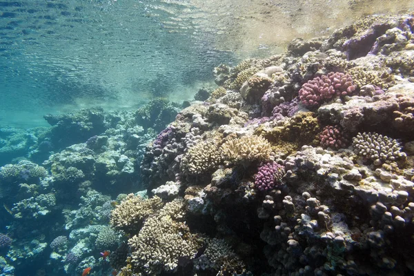 Coral reef onder de oppervlakte van het water in tropische zee, onderwater — Stockfoto