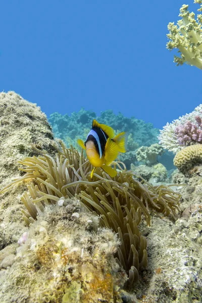 Single Clownfish and sea anemone in tropical sea, underwater — Stock Photo, Image