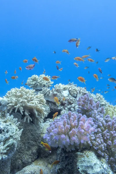 coral reef with shoal of fishes scalefin anthias, underwater