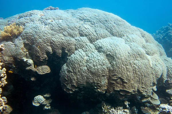 Récif corallien avec grand corail de montagne en mer tropicale, sous-marin — Photo