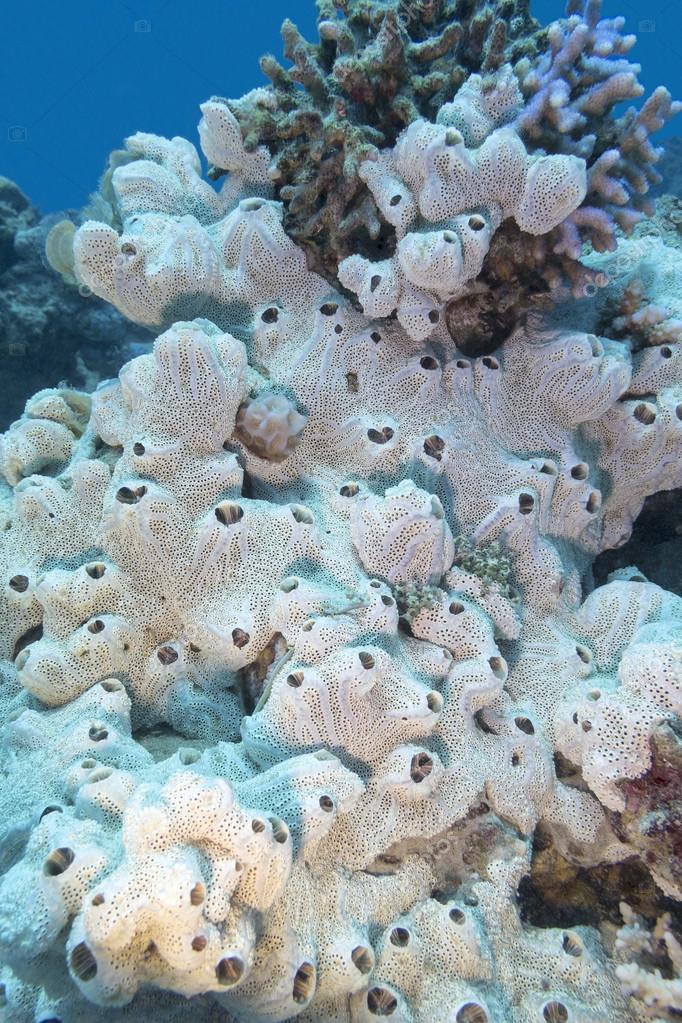 Морские Губки Фото В Море Морские Губки Фото В Море