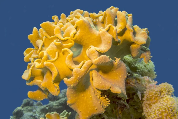 Mushroom leather coral in tropical sea, underwater — Stock Photo, Image