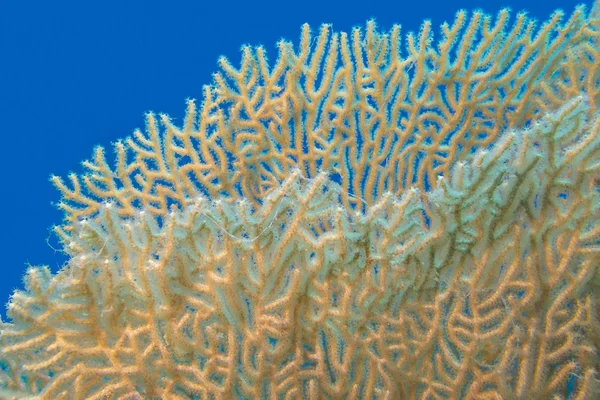 Óriás gorgonian-trópusi tengeri, víz alatti — Stock Fotó