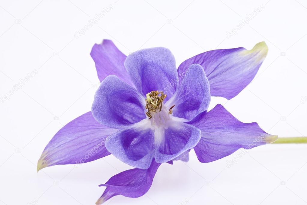 single violet  flower of Aquilegia vulgaris