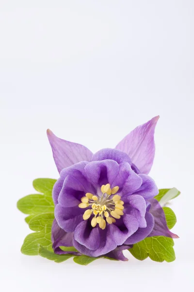 Single violet  flower of Aquilegia vulgaris on white background — Stock Photo, Image