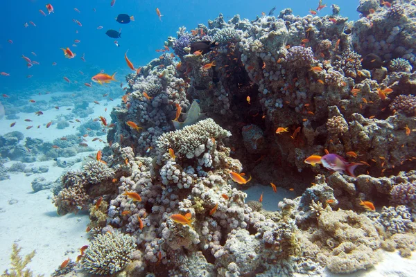 Colorido arrecife de coral en el fondo del mar tropical, bajo el agua —  Fotos de Stock