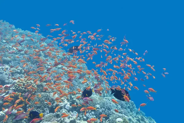 Coral reef  with shoal of fishes Anthias in tropical sea, underw — Stock Photo, Image