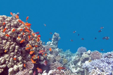 Mercan ile egzotik Anthias içinde tropikal deniz, su altında balıklar