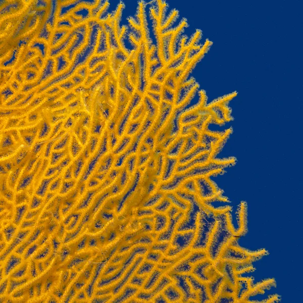 Gorgonien auf blauem Wasser, unter Wasser — Stockfoto