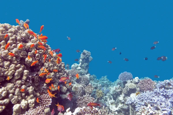 Récif corallien aux poissons exotiques Anthias en mer tropicale, sous-marine — Photo