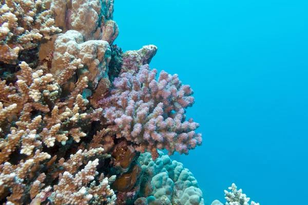 Recife de coral com coral rosa pocillopora em mar tropical, subaquático — Fotografia de Stock