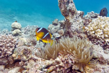 Tek palyaço balığı ve deniz anemone tropikal deniz, su altında