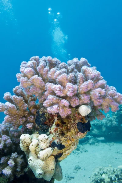 Barriera corallina con corallo rosa di lamponi in mare tropicale, subacqueo — Foto Stock