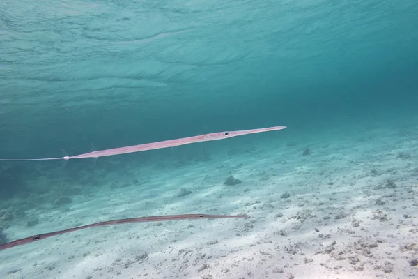 在热带海洋，水下 Cornetfish — 图库照片