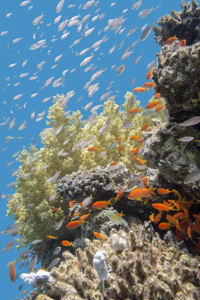 Récif corallien avec des poissons Anthias en mer tropicale, sous-marin — Photo