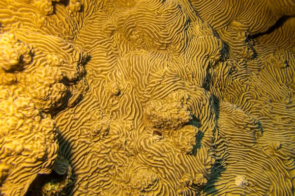 Pachyseris speciosa coral in tropical sea, underwater — Stock Photo, Image