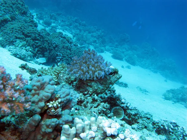 Дно тропічного моря з кораловим рифом на великій глибині — стокове фото