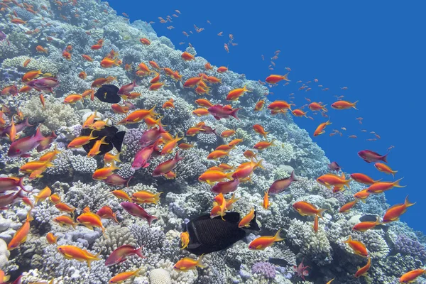 Recifes de coral com peixes Anthias em mar tropical, subaquático Fotos De Bancos De Imagens