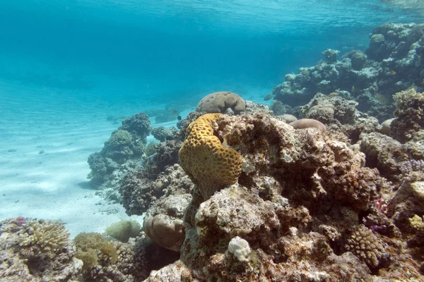 Коралловый риф под поверхностью воды в тропическом море, под водой — стоковое фото