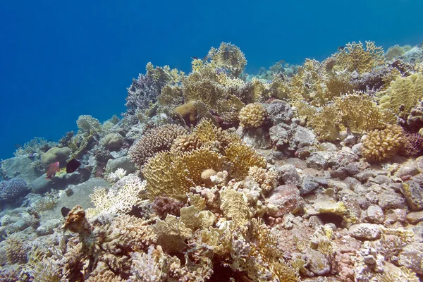 サンゴ礁と下の熱帯の海の底にサンゴを火します。 — ストック写真