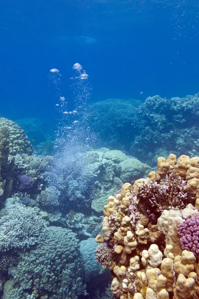 Barevný korálový útes s vzduchové bubliny pod vodou — Stock fotografie