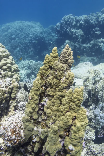 Arrecife de coral con pórticos coral en el mar tropical, bajo el agua —  Fotos de Stock
