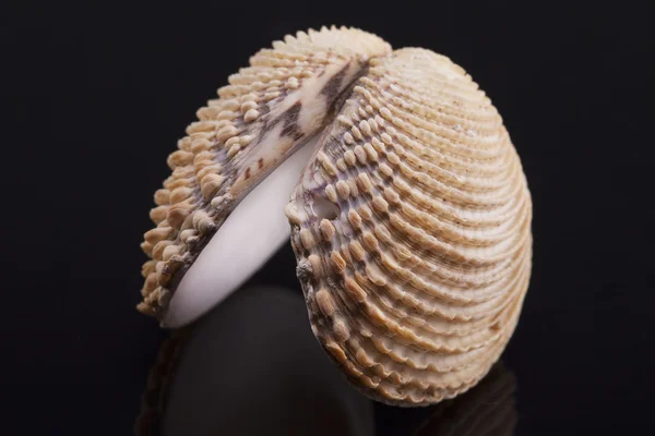 Coquille de mer de bivalvia isolée sur fond noir — Photo