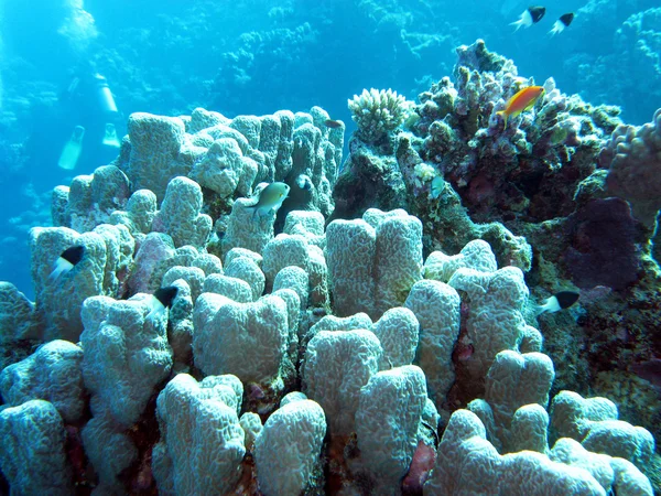 Recifes de coral com poritos de coral em mar tropical, subaquático — Fotografia de Stock