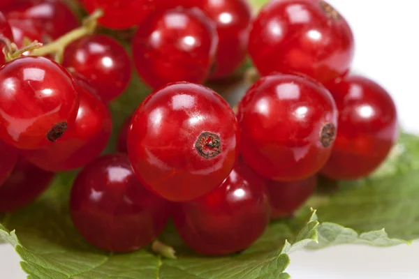 Ramoscello di ribes rosso con foglia verde su sfondo bianco — Foto Stock