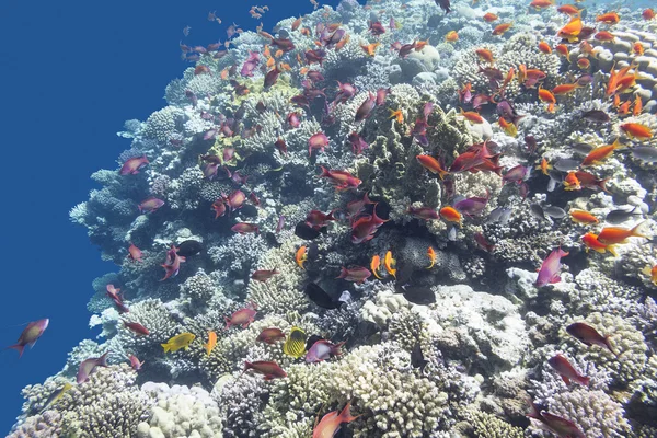 Récif corallien avec bancs de poissons Anthias en mer tropicale, sous-marin — Photo